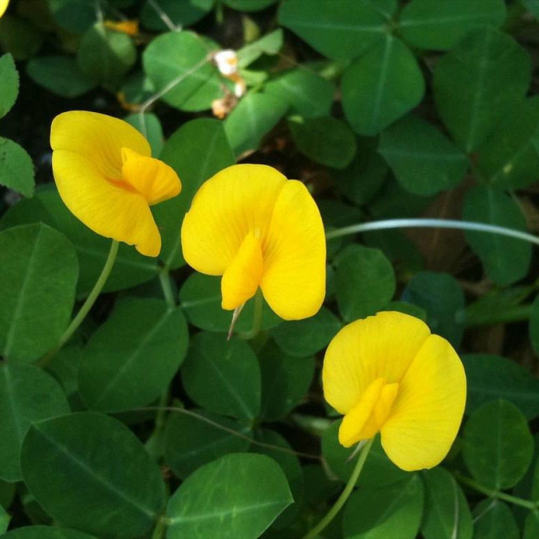 cỏ đậu phộng