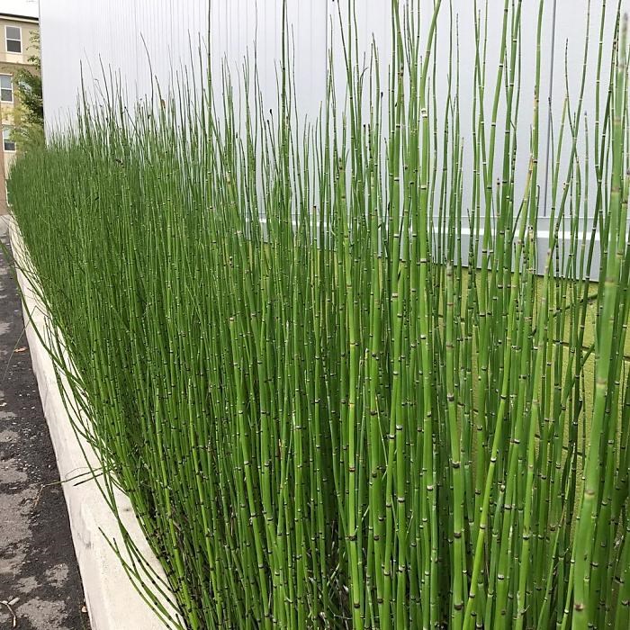 cây mộc tặc