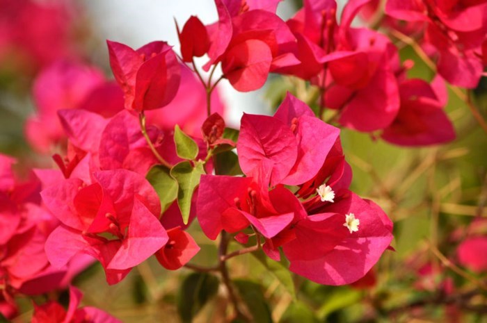 cây hoa giấy