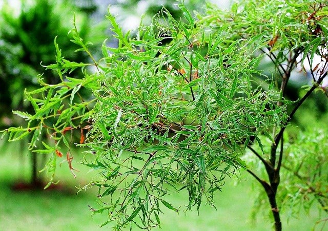 cây đinh lăng lá nhuyễn