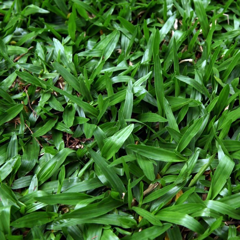 cỏ lá gừng