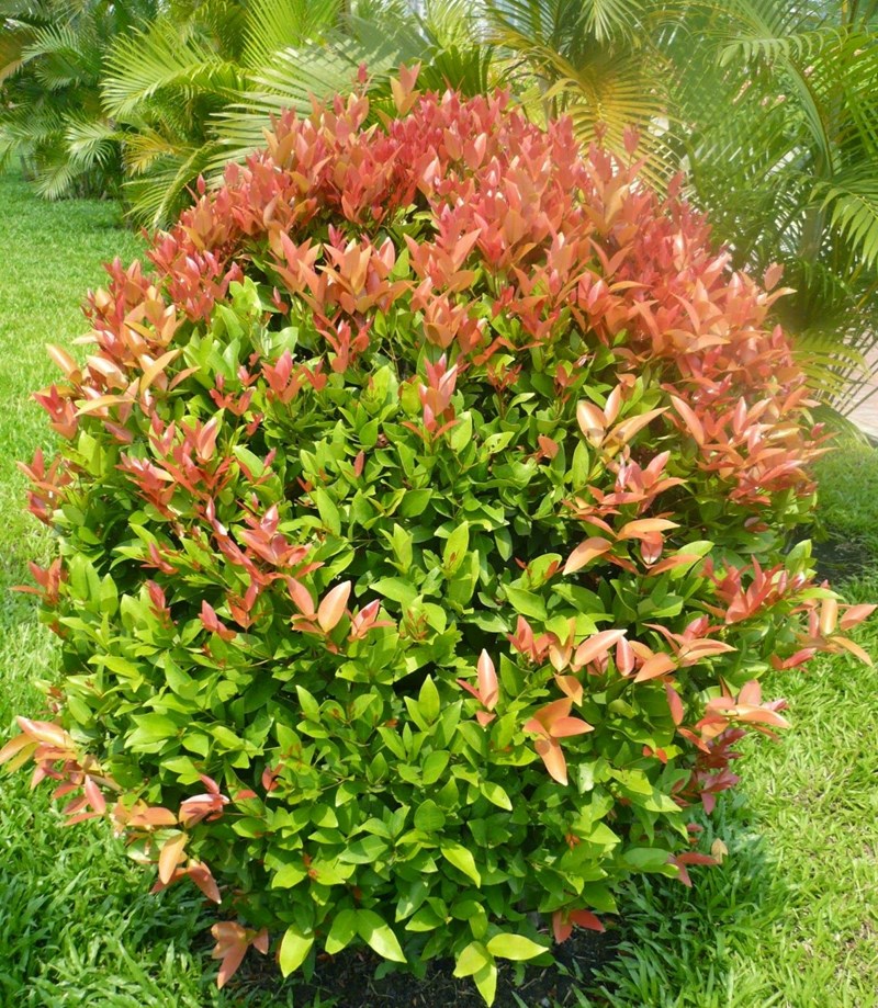 cây hồng lộc