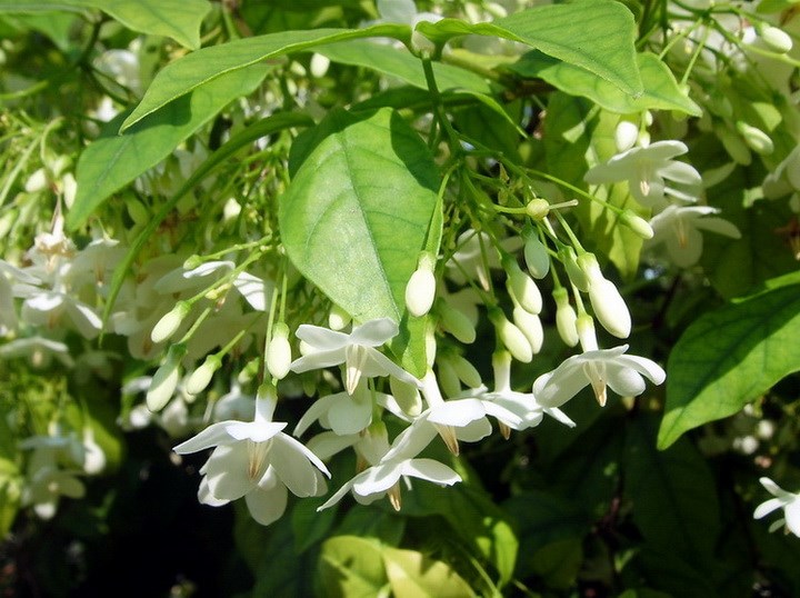 cây mai chiếu thủy