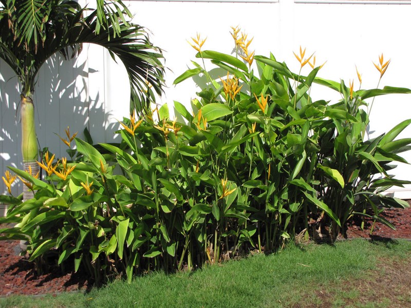 cây mỏ két
