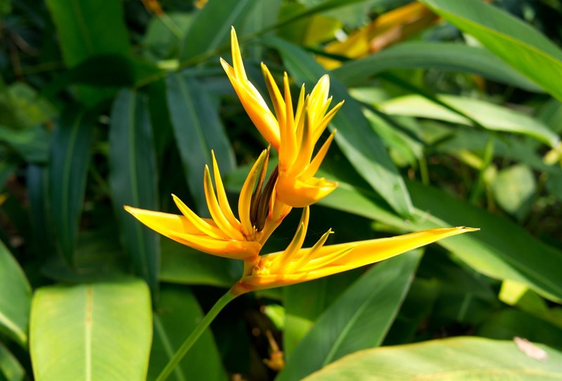cây mỏ két