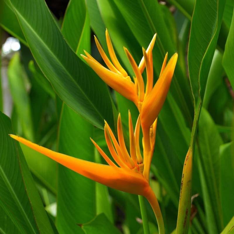 cây mỏ két
