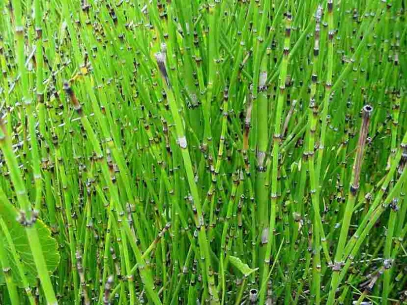 cây mộc tặc