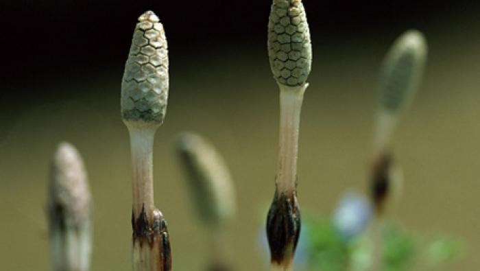 cây mộc tặc