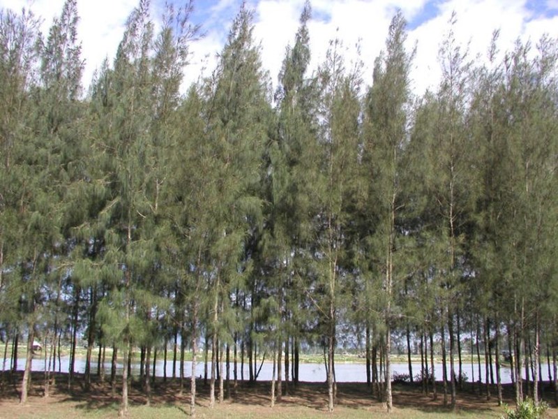 cây phi lao