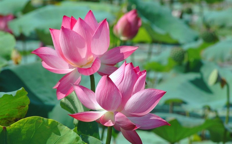 cây hoa sen