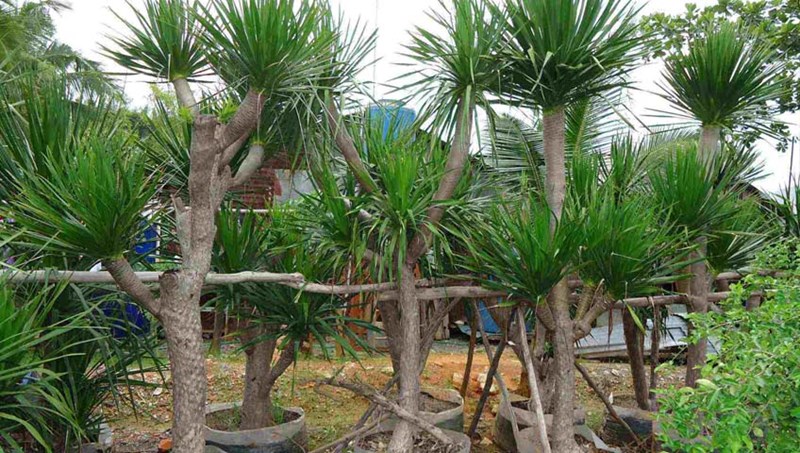 phát tài núi