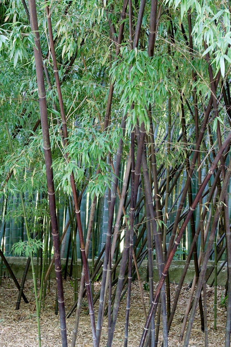 trúc đen