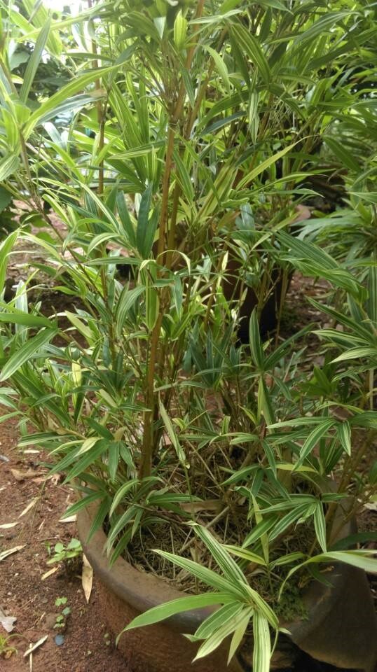 trúc chỉ vàng