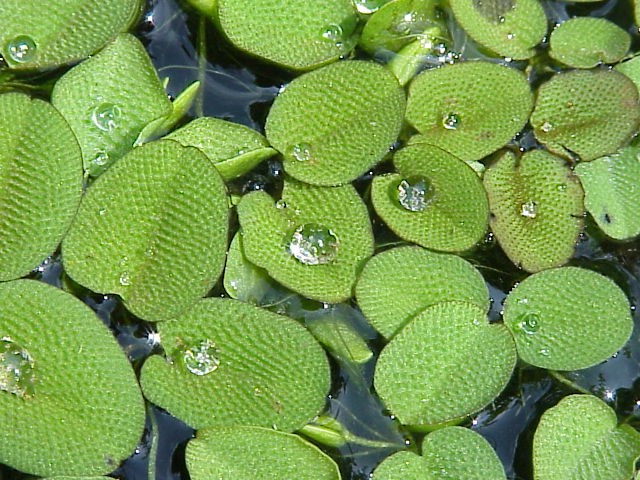 bèo vẩy ốc