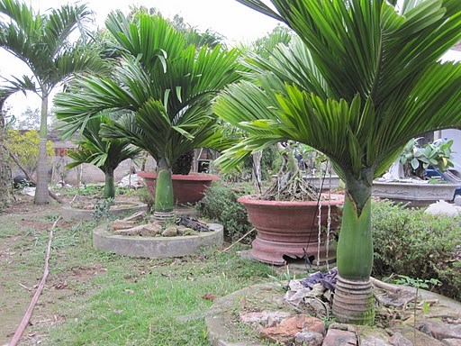 cau lùn