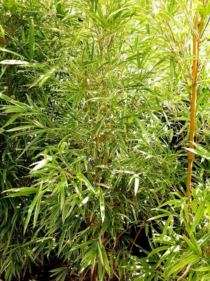 trúc chỉ vàng