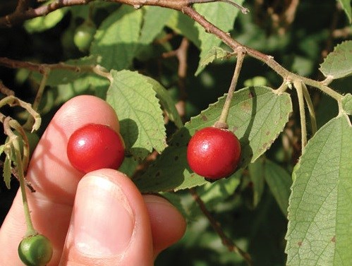 cây trứng cá