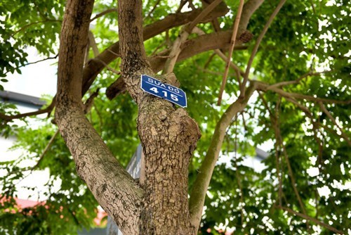 sưa đỏ