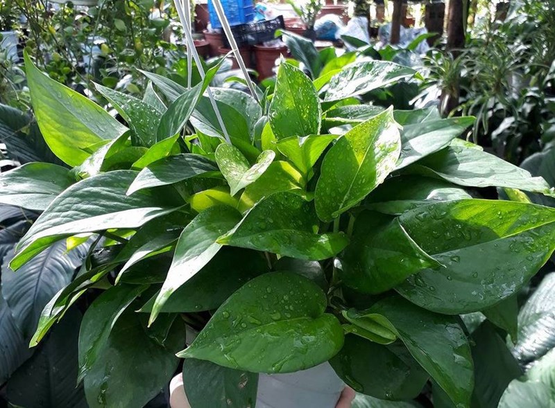 trầu bà thái