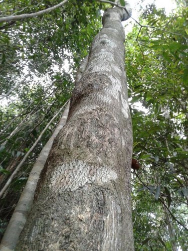 trầm hương