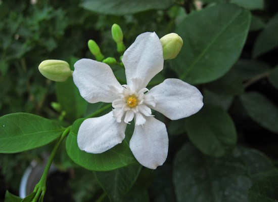 cây mai chỉ thiên