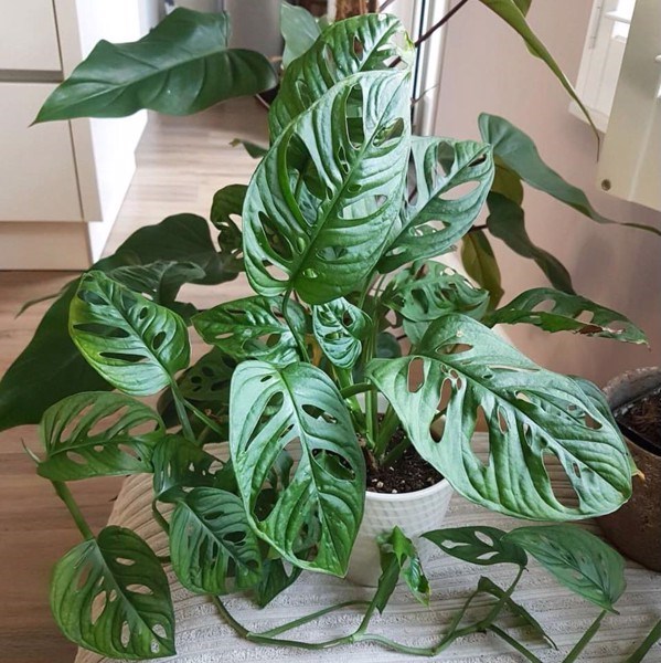 trầu bà lỗ