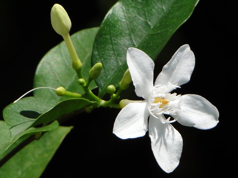cây mai chỉ thiên