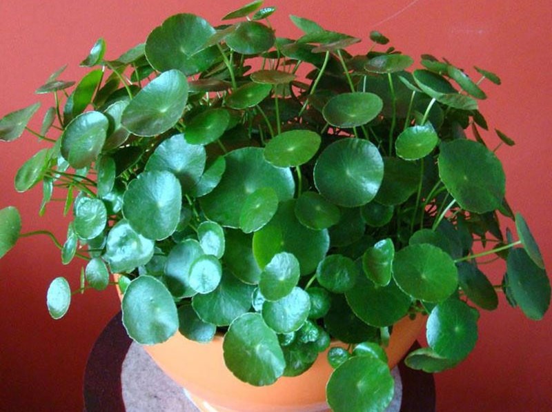 cỏ đồng tiền