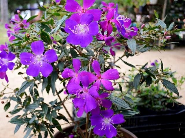 mua tím