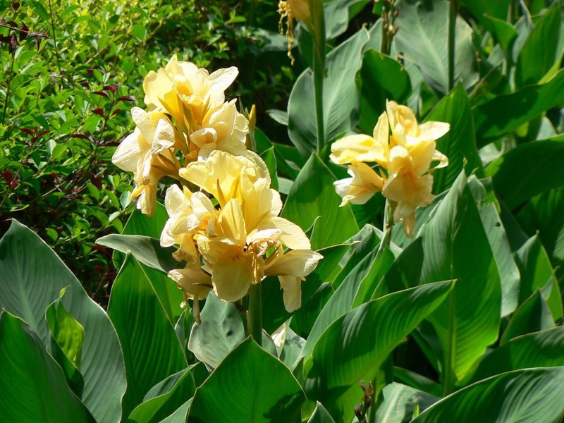 chuối hoa lai