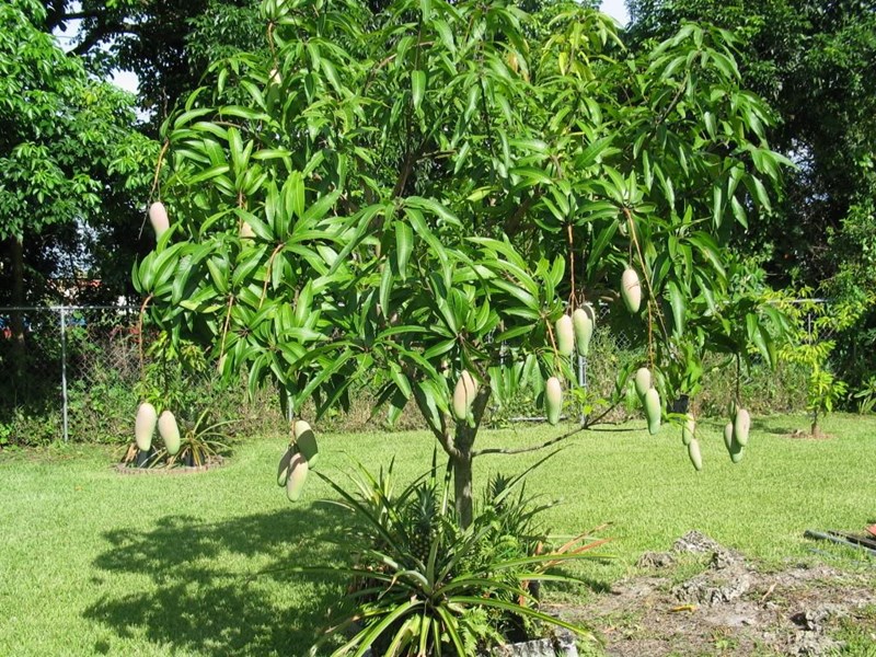 xoài