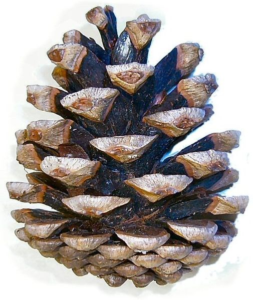 thông ba lá