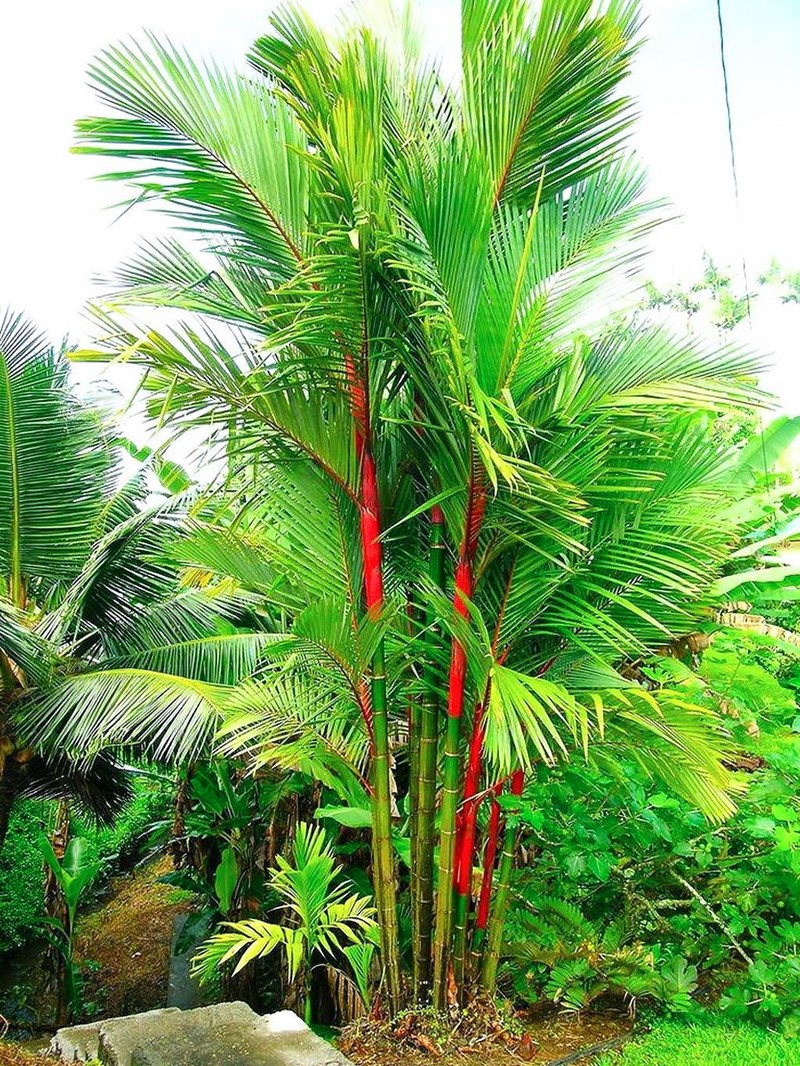 cau đỏ