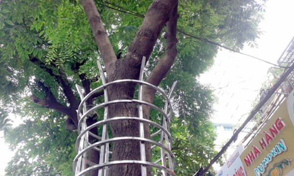 sưa đỏ