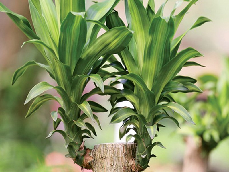 phát tài