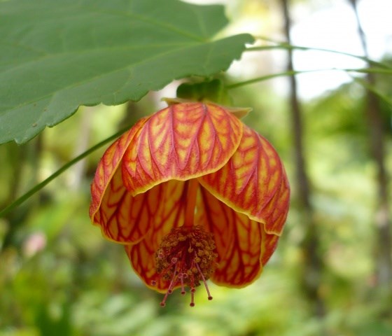 bụp lồng đèn