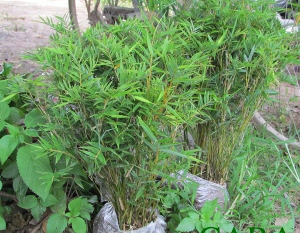 Kèn hồng lá to