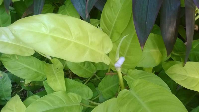 trầu bà thái
