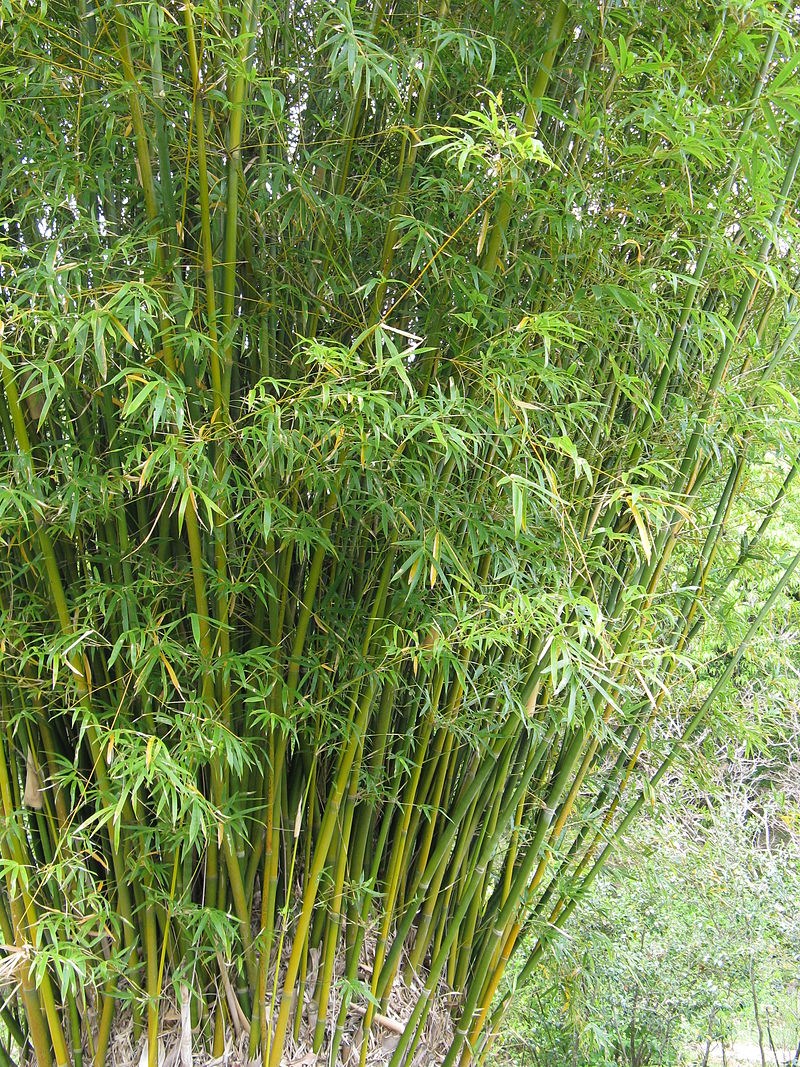 trúc cần câu