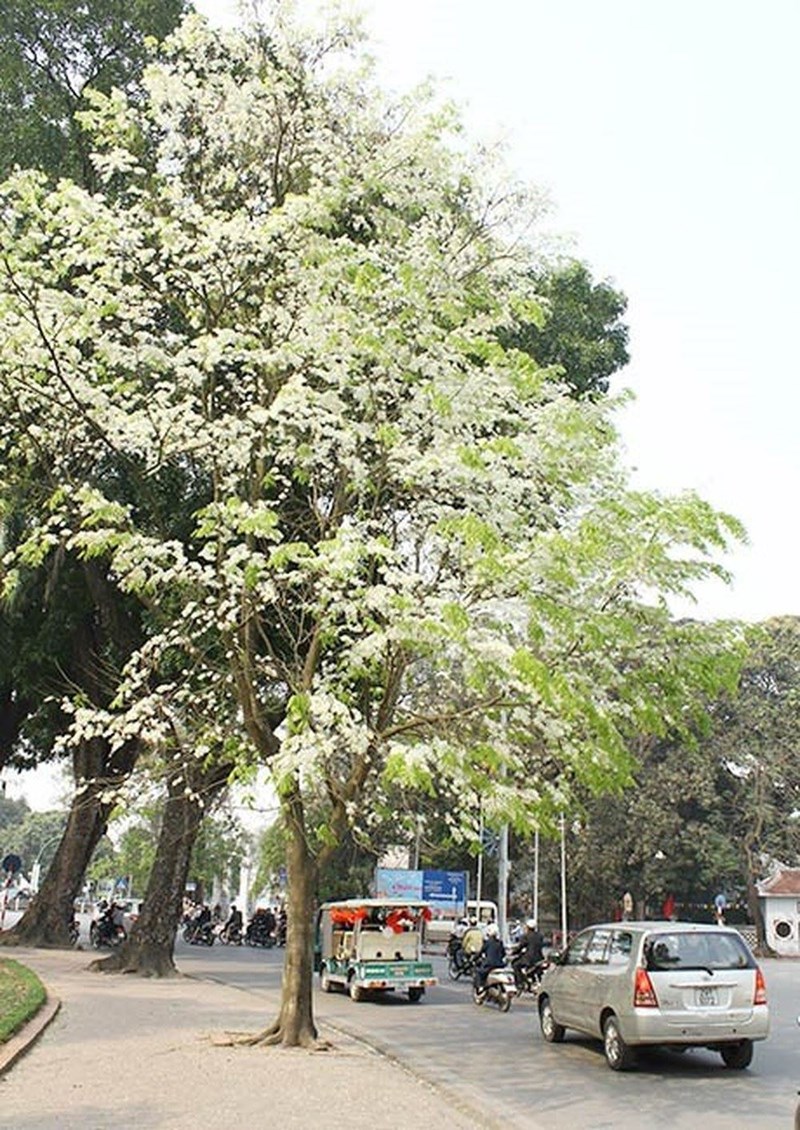 sưa trắng