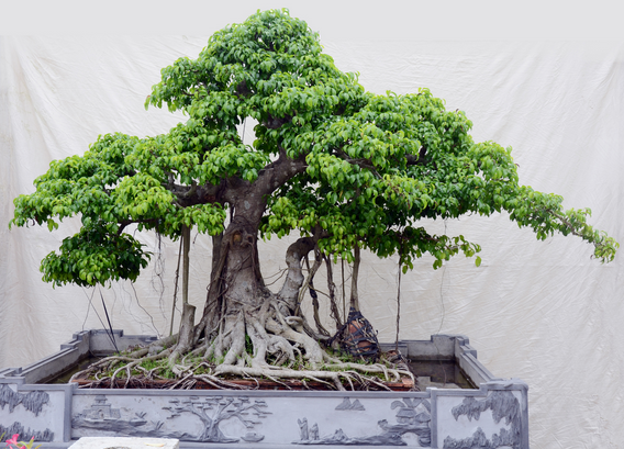 sanh