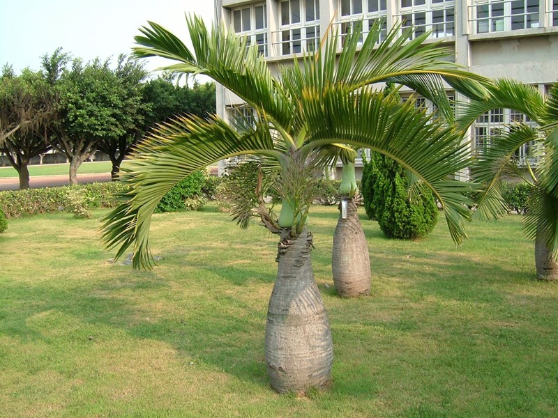 cau sâm banh
