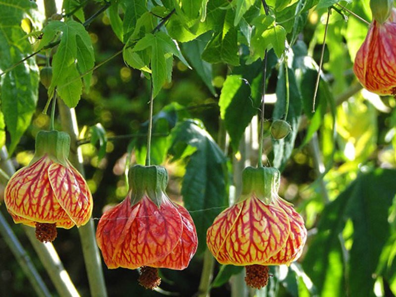 bụp lồng đèn