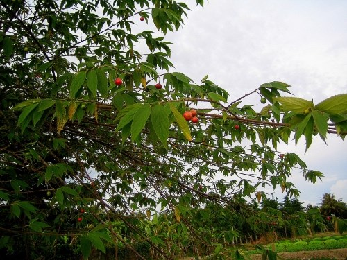 cây trứng cá