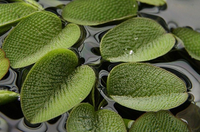 bèo vẩy ốc