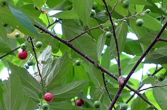cây trứng cá
