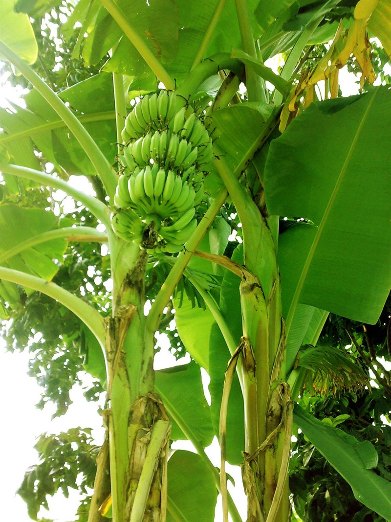 chuối