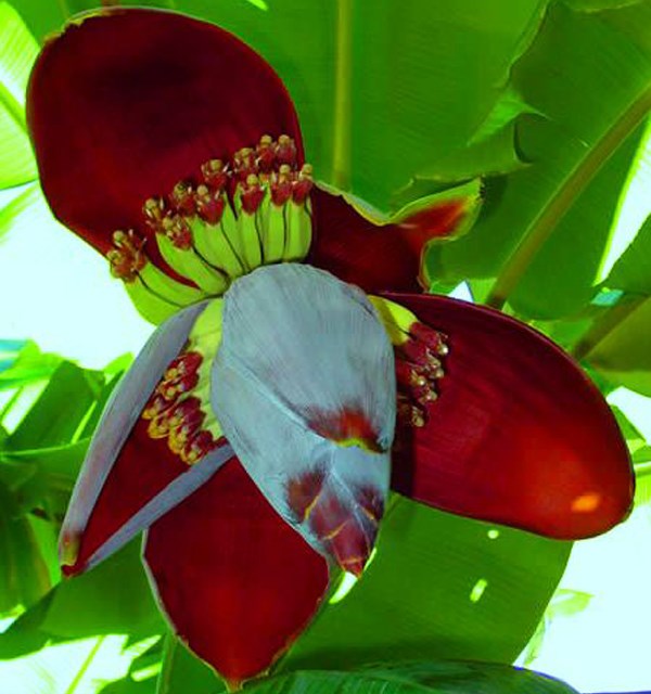 chuối