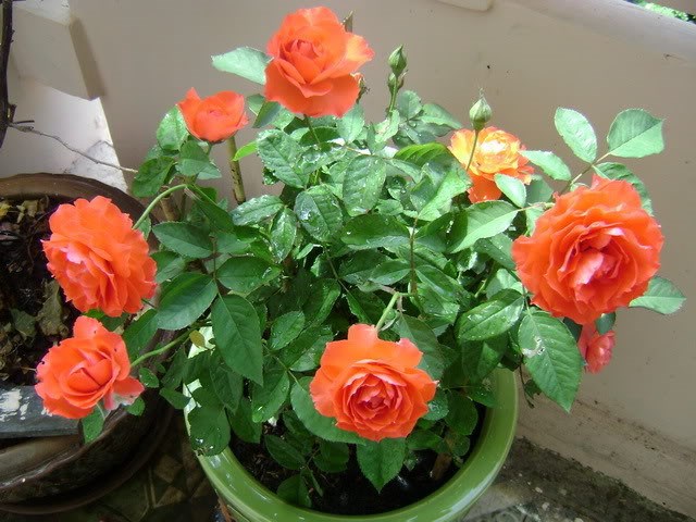 hoa hồng