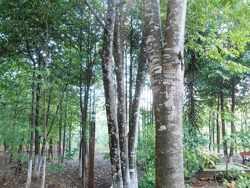 trầm hương